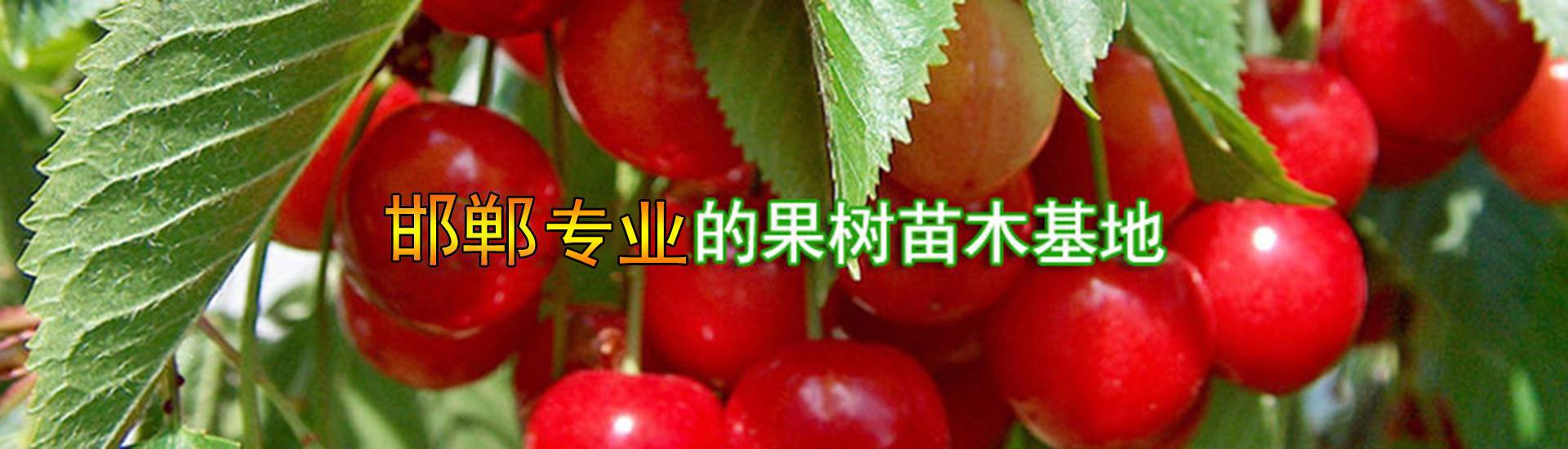 果树苗新品种
